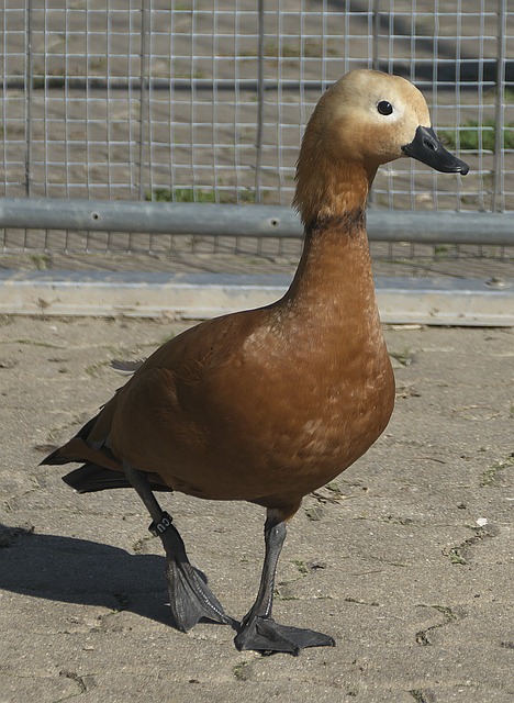 集合
