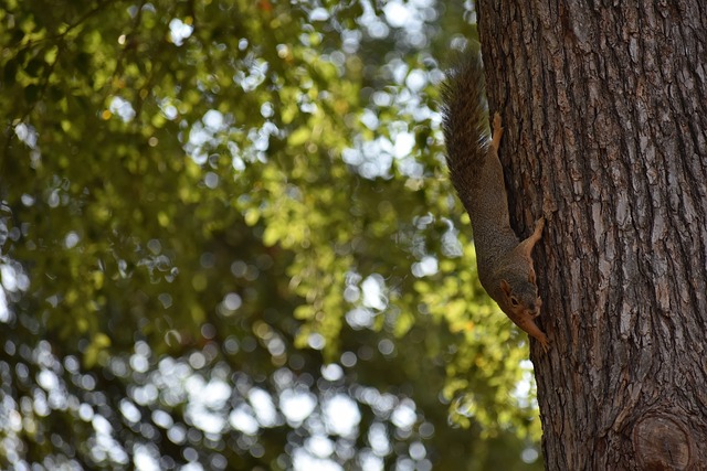上去庆祝 上去庆祝