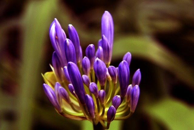 但在西班牙 但在西班牙